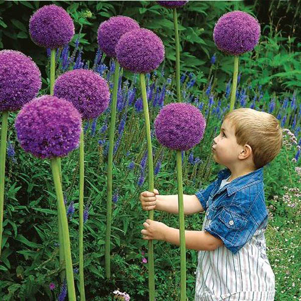 25pcs Purple Allium Giganteum Plant Seeds